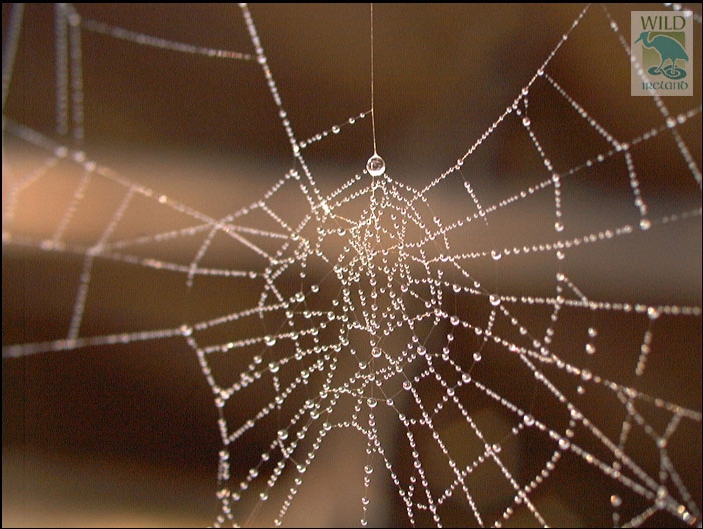 Original from http://www.wildireland.ie/screensaver/desktops/Images/cobweb.jpg